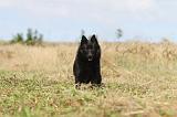 SCHIPPERKE 020